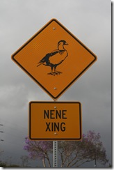 BigIsland 010