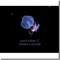 tn_Lobster_Larva