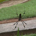 Golden Orb Spider