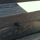 White Spotted Sawyer Beetle