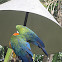 Harlequin Macaw