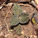 Jewel orchid