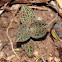 Jewel orchid