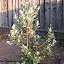 Pineapple Guava 'Coolidge'