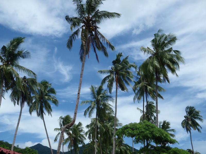 Palmiers à Tioman