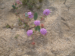 Sand Verbena