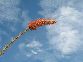 Ocotillo buds make a nice contrast against the blue Desert sky.