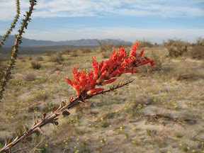 Ocotillo Bloom on Egg Mountain