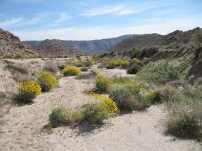 Anza 548.jpg