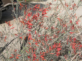 Indian PaintBrush