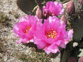Brilliant flowers on a beavertail cactus