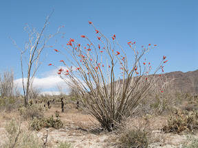 The always impressive Ocotillo