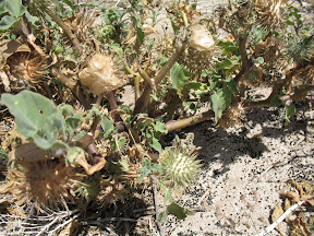Funky gourds on the trail