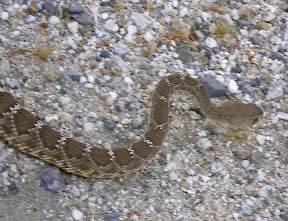 RattlerInCarrizoGorge.jpg