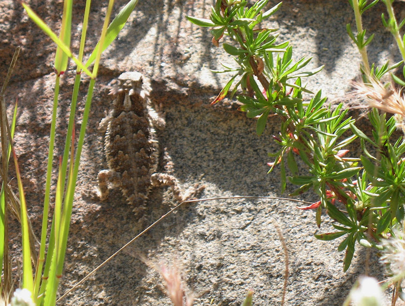 Flat-Tail Horned Lizard in Ramona