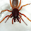 woodlouse spider
