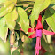 Fuschia
