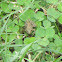 Northern Cricket Frog