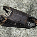 Notodontidae