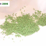 Lettuce seeds.