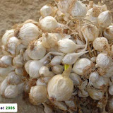Onion seeds.