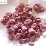 Bean seeds. Bean seeds.