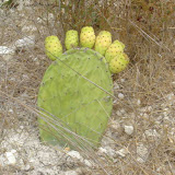 Prickly pear cactus bathing under the sun.