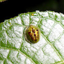 Tortoise Beetle