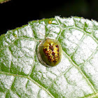 Tortoise Beetle