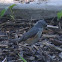 Black-crested Titmouse