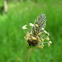 Ribwort