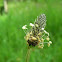 Ribwort
