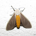 Tiger moth