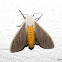 Tiger moth