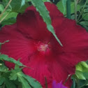 Lord Baltimore Hibiscus