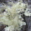 Old Man's Beard
