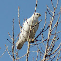 Red-Tailed Hawk
