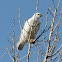Red-Tailed Hawk