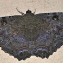 Black Witch Moth