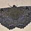 Black Witch Moth