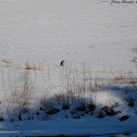 Red Fox