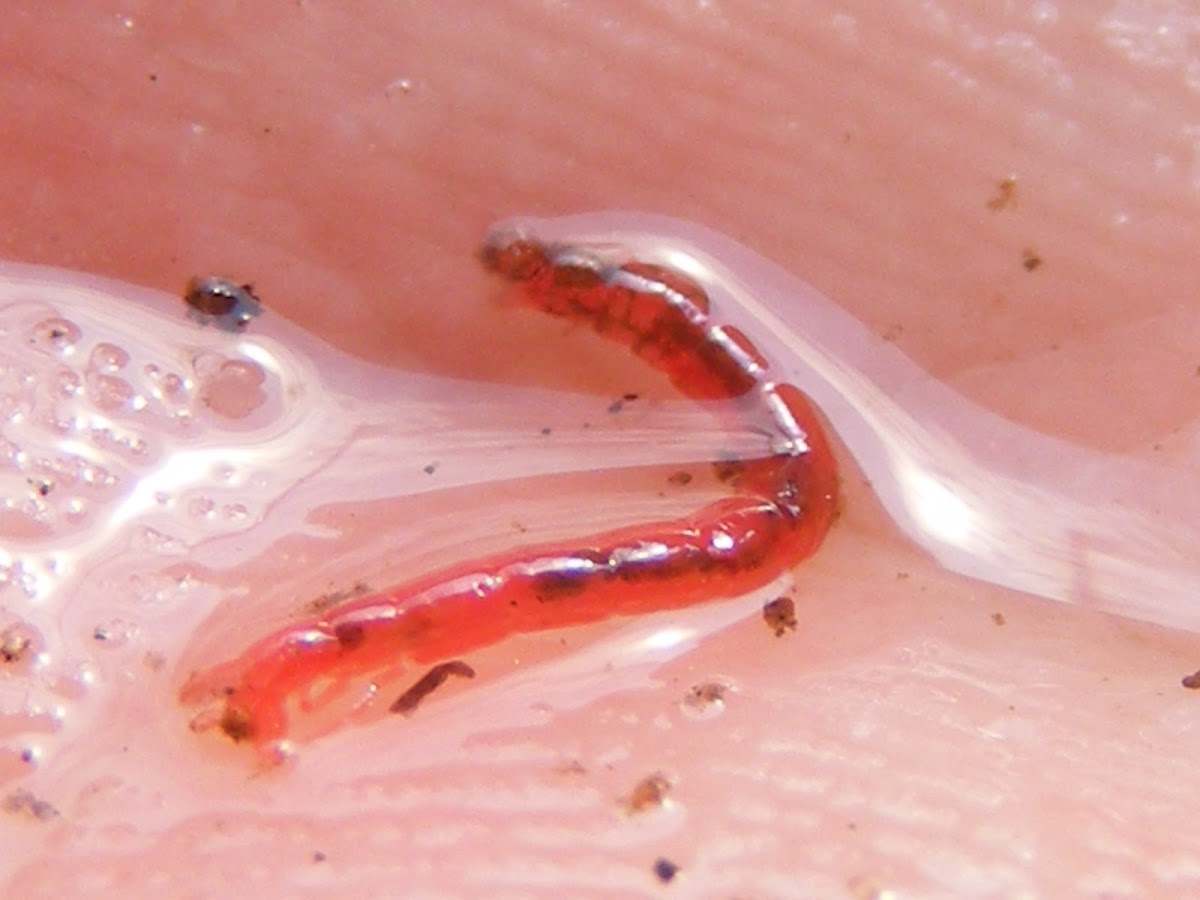 Bloodworm(midge larva)