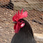 Gallo