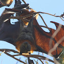 Grey headed flying fox