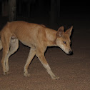 Australian Dingo