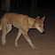 Australian Dingo