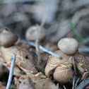 Earthstars
