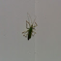 Assassin Bug Nymph