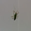Assassin Bug Nymph