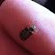 Bean leaf beetle